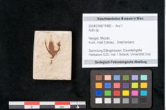 Foto (Objekt + Etikett) von Actin sp. (NHMW-GEO-2024-0188-11480)